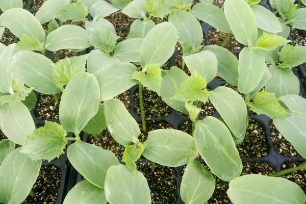 怎樣育黃瓜苗，黃瓜苗期怎樣培育壯苗