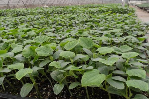 怎樣育黃瓜苗，黃瓜苗期怎樣培育壯苗