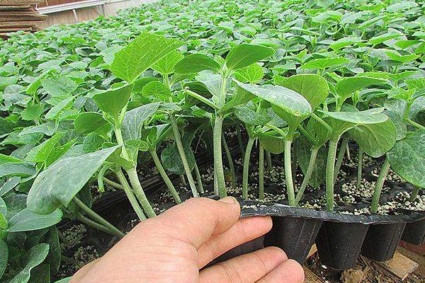 怎樣育黃瓜苗，黃瓜苗期怎樣培育壯苗