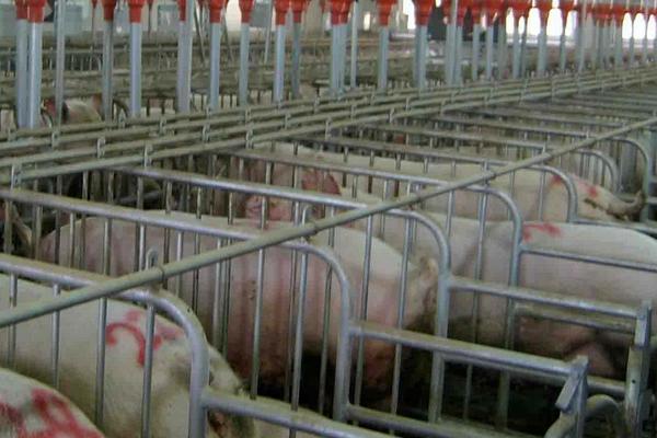 不用清糞的豬舍設計