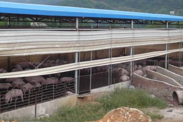 不用清糞的豬舍設計