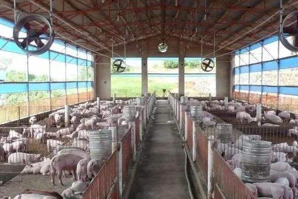 不用清糞的豬舍設計