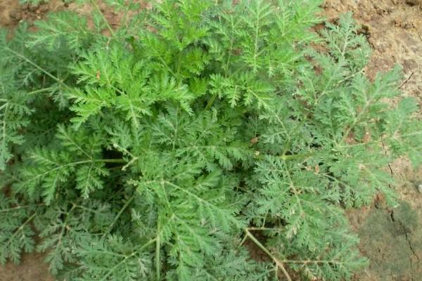 黃蒿苗的功效與作用,黃蒿苗怎么吃