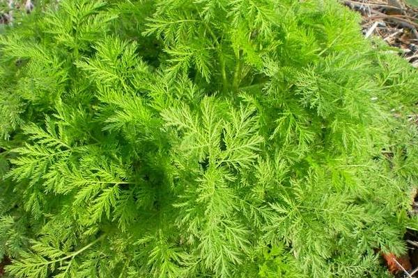 黃蒿苗的功效與作用,黃蒿苗怎么吃