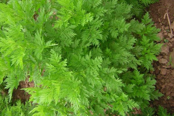 黃蒿苗的功效與作用,黃蒿苗怎么吃