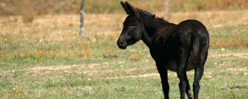 養(yǎng)幾頭驢一年掙10萬元，養(yǎng)驢的風(fēng)險(xiǎn)大嗎