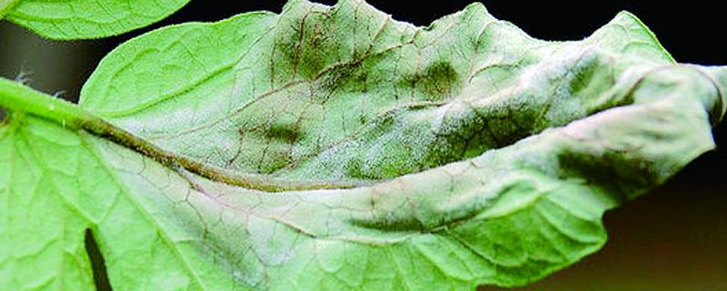 晚疫病最有效的農藥，晚疫病是怎么引起的，和早疫病的區別