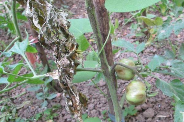 晚疫病最有效的農(nóng)藥，晚疫病是怎么引起的，和早疫病的區(qū)別