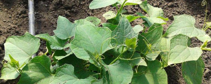 怎樣育黃瓜苗,黃瓜苗期怎樣培育壯苗