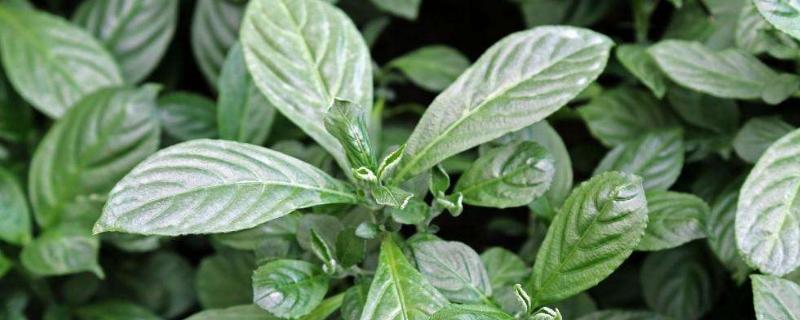 江西種植的最貴藥材，哪些中藥材品種適合在江西種植？