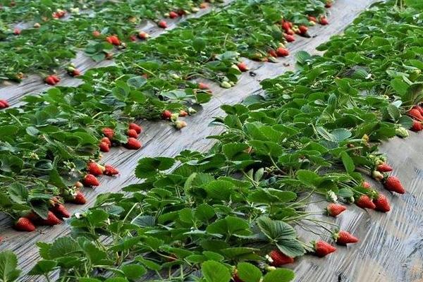 草莓種植風險大嗎,一畝利潤多少,要投資多少錢