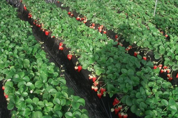 草莓種植風險大嗎,一畝利潤多少,要投資多少錢