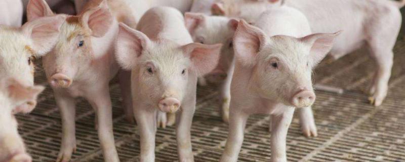 豬圈地面不用打水泥的原因