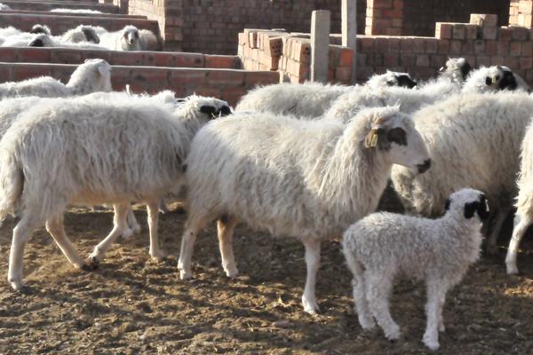 為什么回家搞養殖都虧了