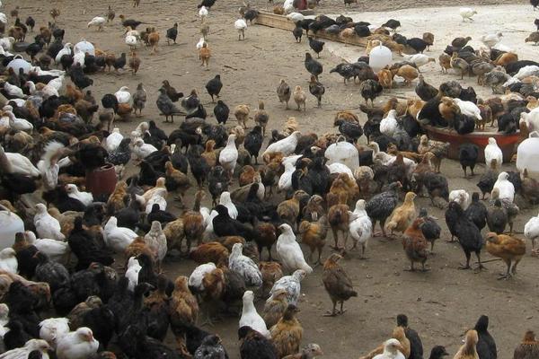 為什么回家搞養殖都虧了