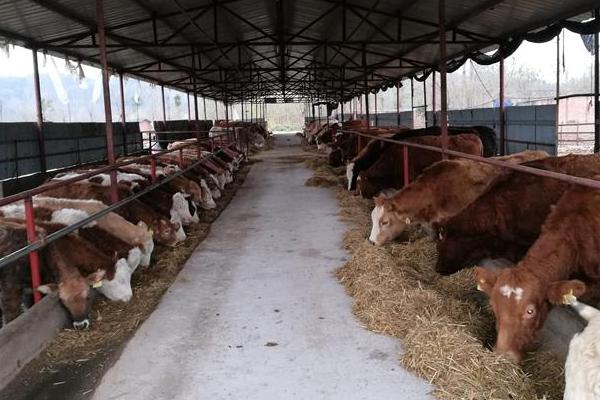 為什么回家搞養殖都虧了