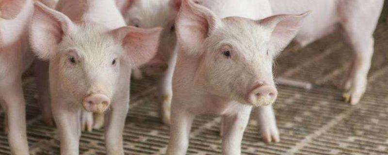 不用清糞的豬舍設(shè)計(jì)