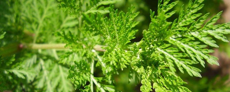 黃蒿苗的功效與作用，黃蒿苗怎么吃