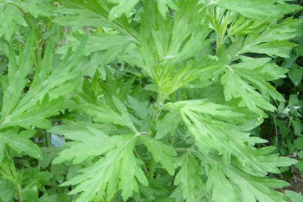 黃蒿苗的功效與作用,黃蒿苗怎么吃