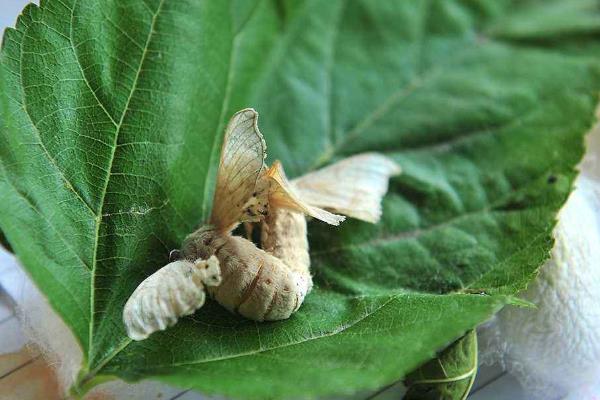 江南桑蠶業(yè)發(fā)達(dá)的原因