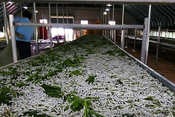 江南桑蠶業(yè)發(fā)達(dá)的原因