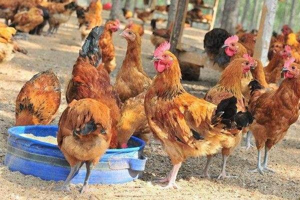 養(yǎng)雞1000只需投資多少?利潤有多少?