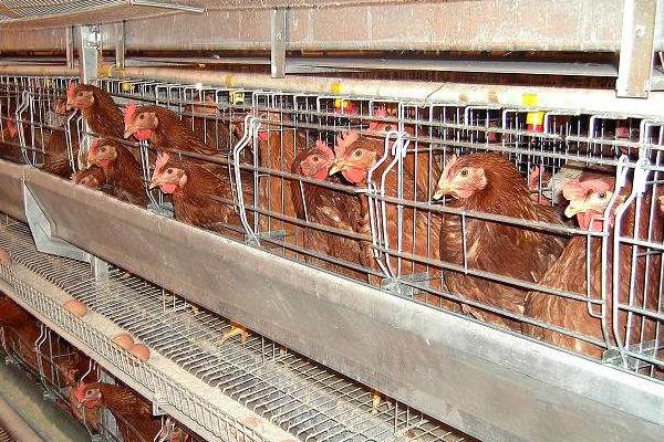 養(yǎng)雞1000只需投資多少?利潤有多少?