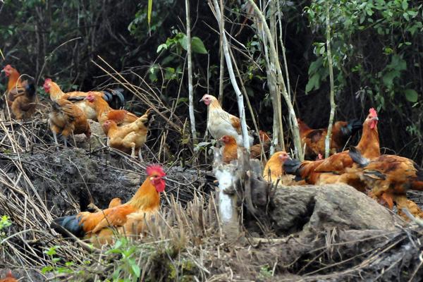 養(yǎng)雞1000只需投資多少?利潤有多少?