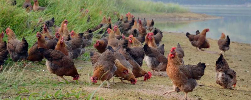 養雞1000只需投資多少？利潤有多少？