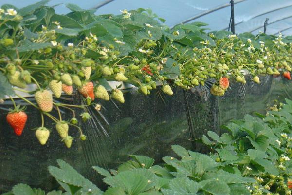 草莓種植風險大嗎,一畝利潤多少,要投資多少錢