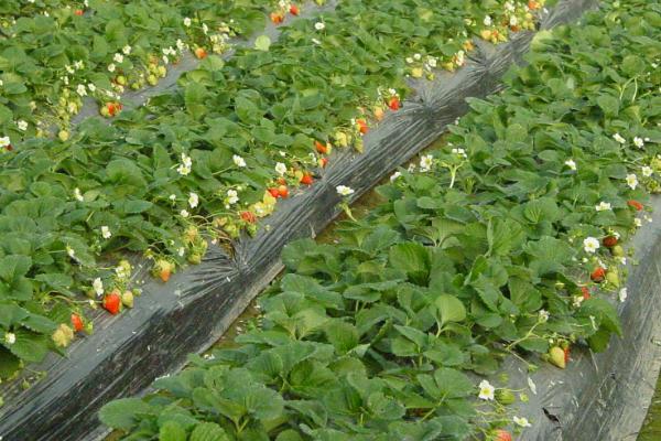 草莓種植風險大嗎,一畝利潤多少,要投資多少錢