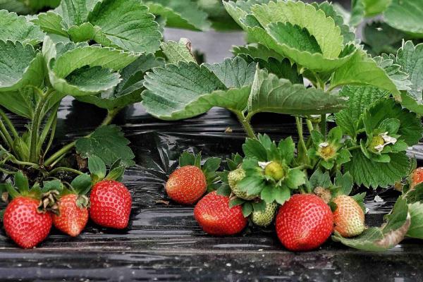 草莓種植風險大嗎,一畝利潤多少,要投資多少錢