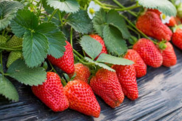 草莓種植風險大嗎,一畝利潤多少,要投資多少錢