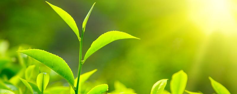 10畝茶葉利潤有多少，10畝茶園需要投資多少成本