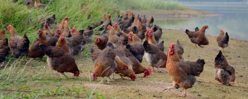 散養土雞哪里有收購商，怎么找銷路