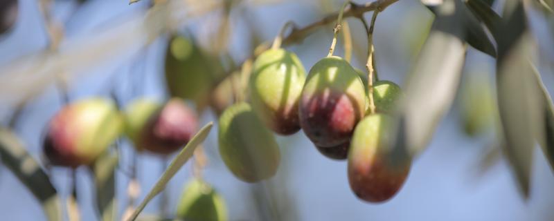 一畝油橄欖能收入多少錢（產量多少斤），需投資多少錢