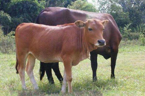 看牛好壞技巧,怎么看牛最能讓牛聽話