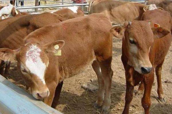 看牛好壞技巧,怎么看牛最能讓牛聽話