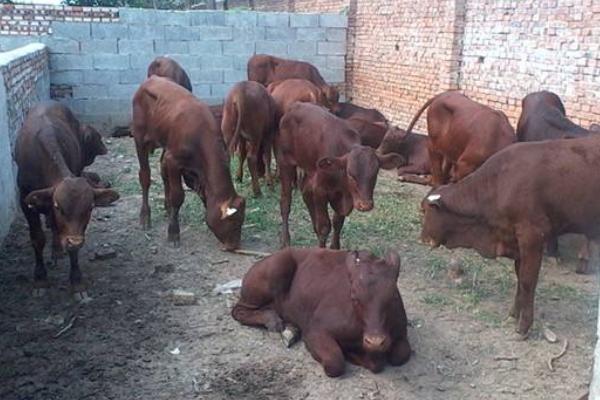 看牛好壞技巧,怎么看牛最能讓牛聽話