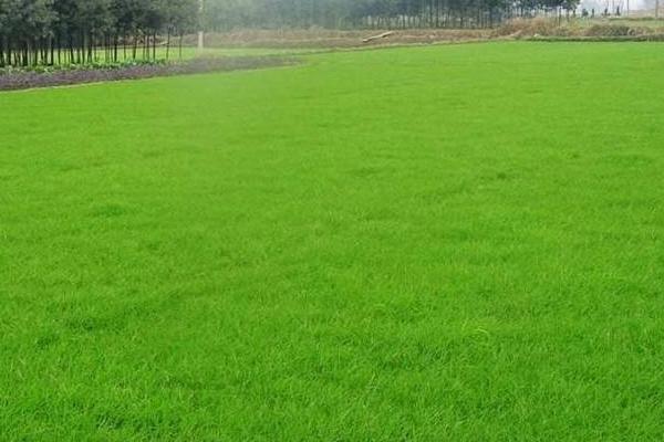 草坪人工費多錢一平米，人工工資怎么算