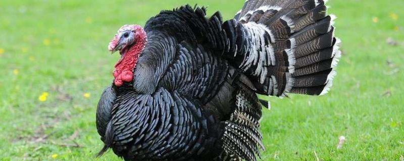 養(yǎng)一千只火雞投資多少，利潤多少，風險大不大？