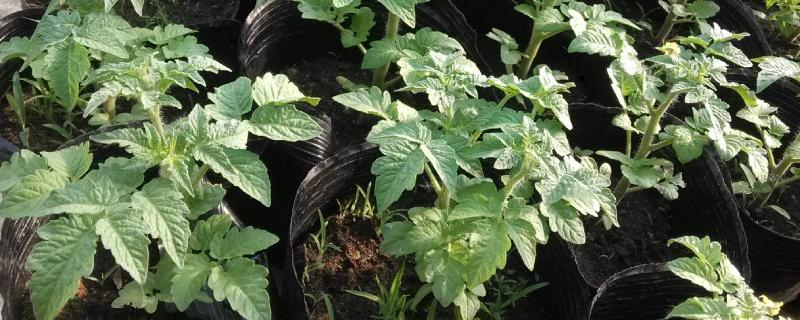 西紅柿苗多大可以移栽、定植、施肥？什么時候開花