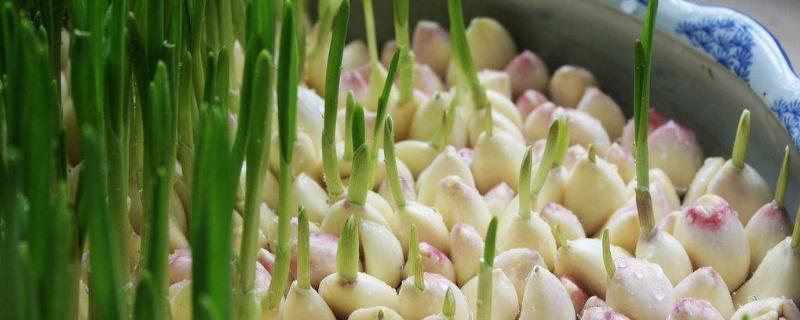 蒜的種植方法和時間,種之前需要在水里泡一下嗎