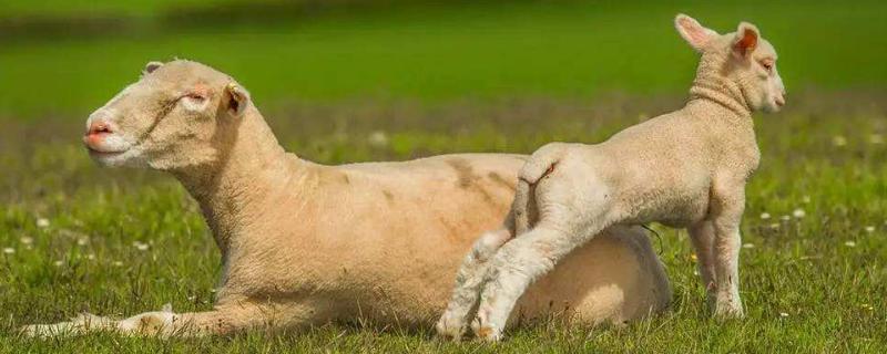 母羊飼料的最佳配方,母羊不吃食怎么辦