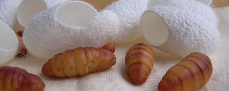 江南桑蠶業(yè)發(fā)達(dá)的原因