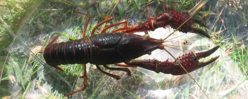 怎樣殺小龍蝦詳細教程(附不被夾手的技巧)