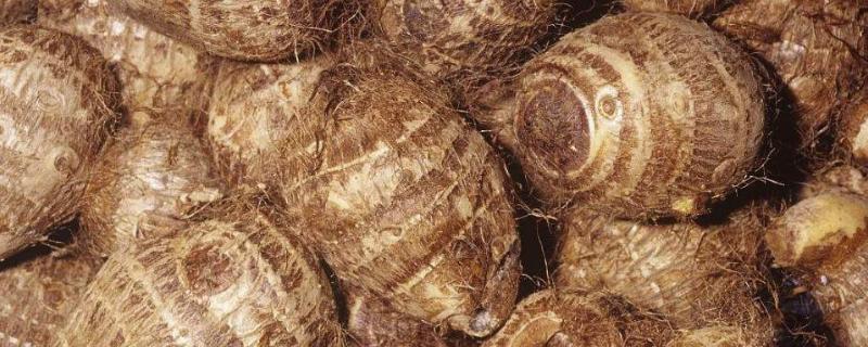 芋頭怎么種植方法,附高產栽培管理技術