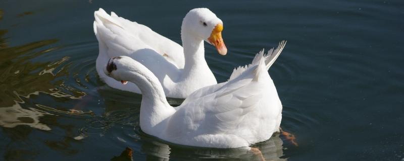 2020年鵝多少一斤，鵝的市場如何