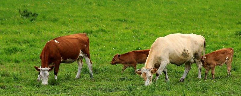 看牛好壞技巧,怎么看牛最能讓牛聽話