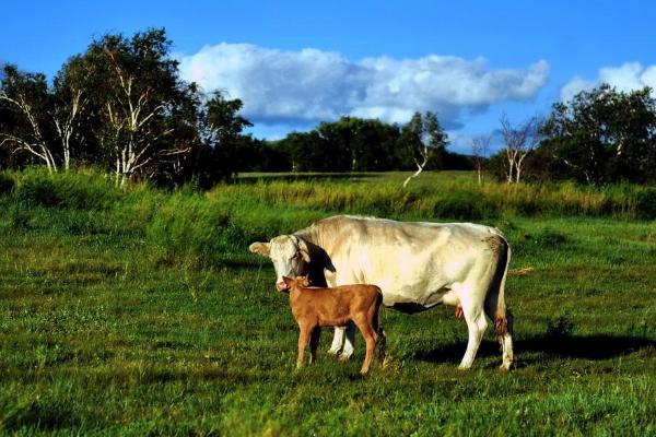 看牛好壞技巧,怎么看牛最能讓牛聽話